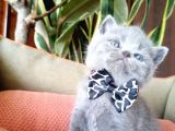 British Shorthair Yavruları