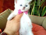 Blue Point Scottish Fold