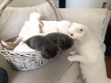 15 Gün Sonra Teslim Scottish Fold Yavrular