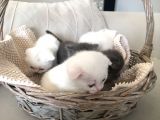 15 Gün Sonra Teslim Scottish Fold Yavrular