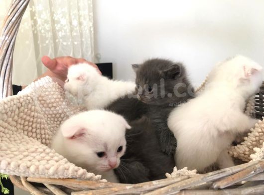 15 Gün Sonra Teslim Scottish Fold Yavrular görsel
