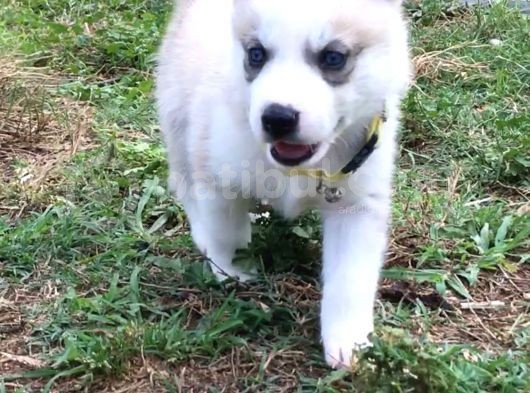 Anne Şampiyon Husky Yavrular görsel