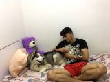 Anne Şampiyon Husky Yavrular