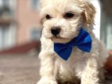 Orijinal Anne Altından Maltipoo