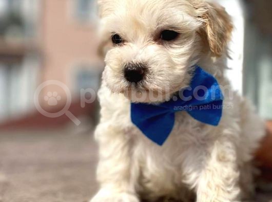Orijinal Anne Altından Maltipoo