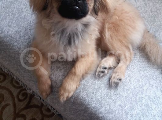 4 Aylık Dişi Pekinez