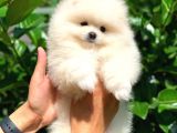 Safkan Pomeranian Boo Arayanlara