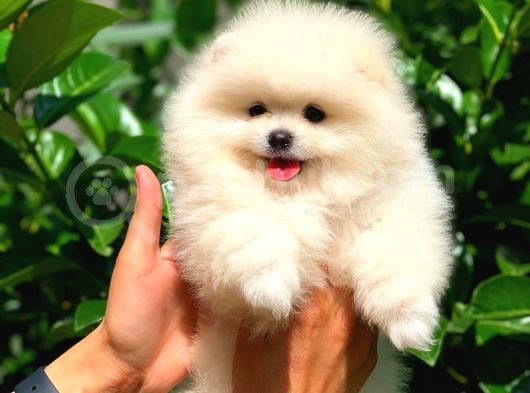 Safkan Pomeranian Boo Arayanlara