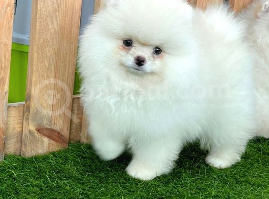 Teddy Bear Pomeranian Boo Yavrularımız görsel