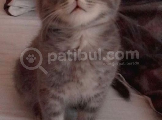 2 Aylik Erkek Scottish Fold Erkek