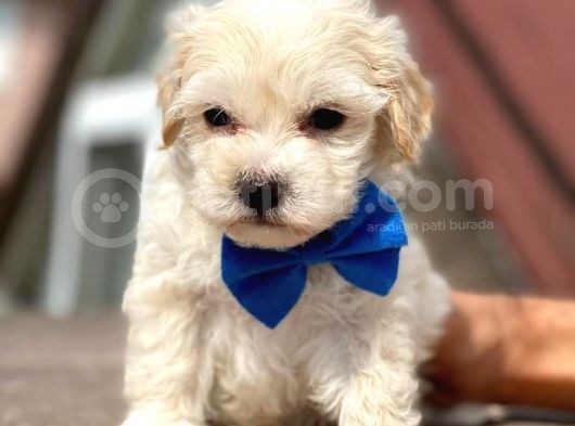 Orijinal Anne Altından Maltipoo görsel