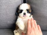 Daha Ufagi Yok İrkinin En Ufagi Teacup Tzu Yavrumuz