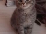 2 Aylik Erkek Scottish Fold Erkek