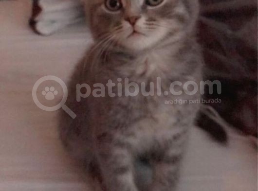 2 Aylik Erkek Scottish Fold Erkek görsel
