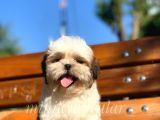 İrk Ve Saglik Garantili Shih Tzu Yavrularimiz
