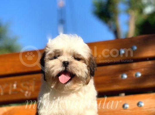 İrk Ve Saglik Garantili Shih Tzu Yavrularimiz görsel