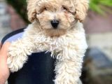 Safkan Toy Poodle Yavrularimiz