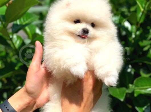 Safkan Pomeranian Boo Arayanlara görsel