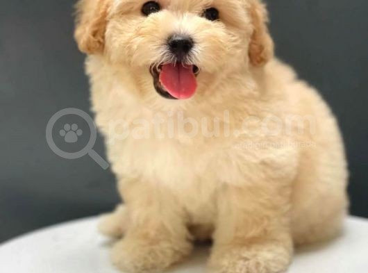 A Kalite Orjinal Toy Poodle Yavrularimiz görsel