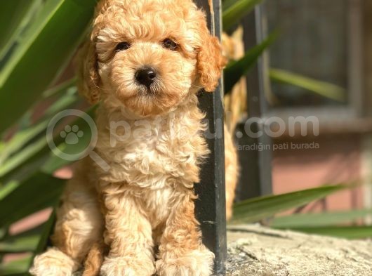 Sakfan Toy Poodle Yavrularimiz İrk Garantili