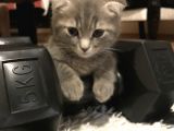 2 Aylik Erkek Scottish Fold Erkek