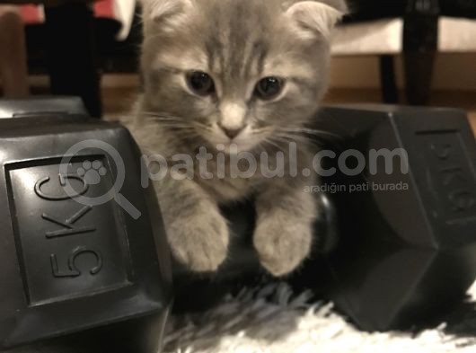 2 Aylik Erkek Scottish Fold Erkek görsel