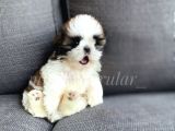 Daha Ufagi Yok İrkinin En Ufagi Teacup Tzu Yavrumuz
