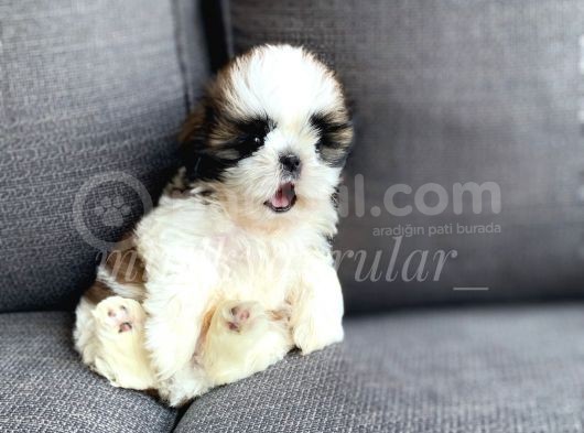 Daha Ufagi Yok İrkinin En Ufagi Teacup Tzu Yavrumuz görsel