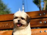 İrk Ve Saglik Garantili Shih Tzu Yavrularimiz