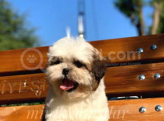 İrk Ve Saglik Garantili Shih Tzu Yavrularimiz görsel