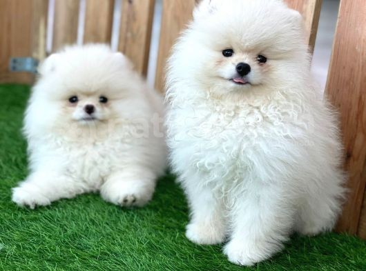 Teddy Bear Pomeranian Boo Yavrularımız görsel