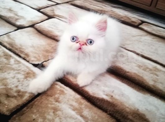 Maviş Erkek İran Kedim görsel