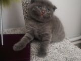 Scottish Fold Erkek Yavru Kedi