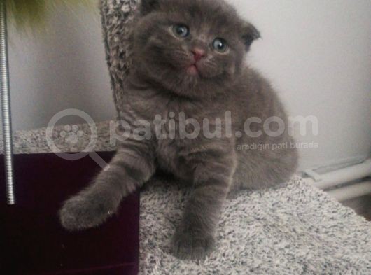 Scottish Fold Erkek Yavru Kedi