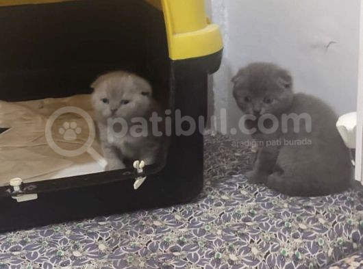 Eskişehir Teslim  Scotish Fold görsel