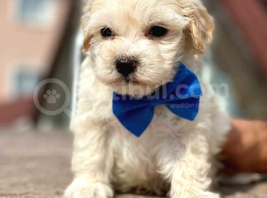 Maltipoo Erkek Anne Altından görsel