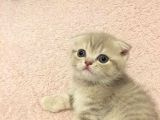 Scottish Fold Orijinal