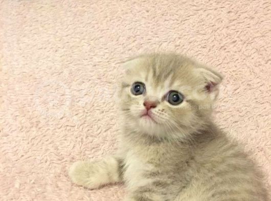 Scottish Fold Orijinal görsel
