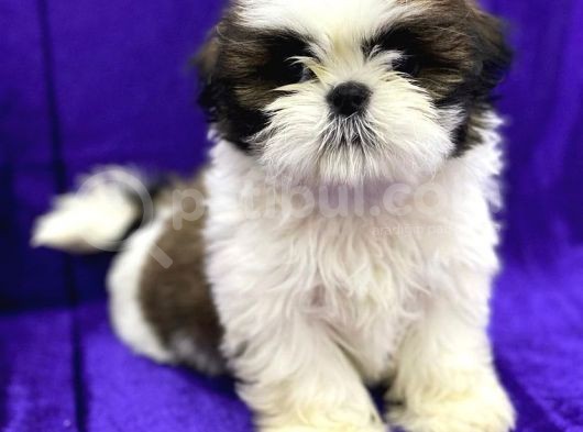 Safkan İrkinin En Ufagi Shih Tzu Yavrularimiz