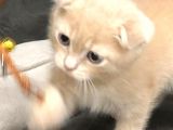 Scottish Fold Kedimiz Aşıları Tam Yuvaya Hazır