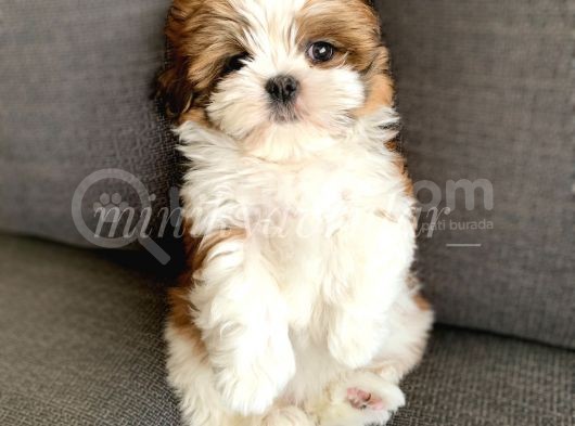 Safkan İrkinin En Ufak Boyutunda Shih Tzu Yavrumuz