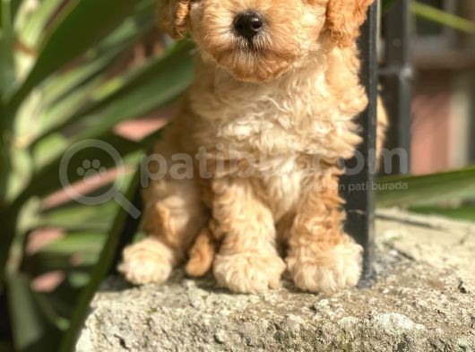İrk Ve Saglik Garantili Toy Poodle Yavrularimiz görsel