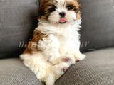 Safkan İrkinin En Ufak Boyutunda Shih Tzu Yavrumuz