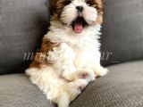 Safkan İrkinin En Ufak Boyutunda Shih Tzu Yavrumuz