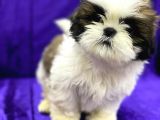 Safkan İrkinin En Ufagi Shih Tzu Yavrularimiz