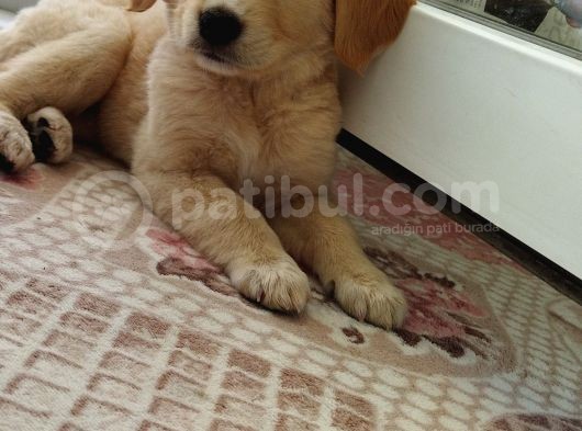 Golden görsel