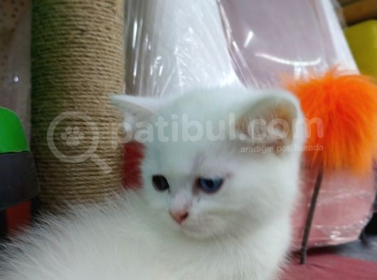 3 Yavru Kardeş Chinchilla görsel