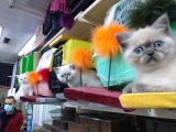 3 Yavru Kardeş Chinchilla