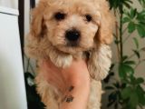 Kıvırcık Maltipoo Oğlum
