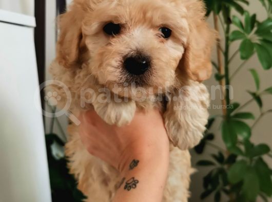 Kıvırcık Maltipoo Oğlum görsel